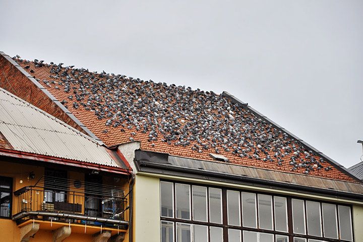 A2B Pest Control are able to install spikes to deter birds from roofs in Shrewsbury. 