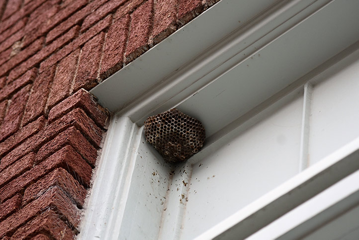 We provide a wasp nest removal service for domestic and commercial properties in Shrewsbury.